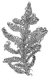 Sanionia uncinata, habit. Drawn from J. Lewinsky 74.497, CHR 240404.
 Image: R.C. Wagstaff © Landcare Research 2014 